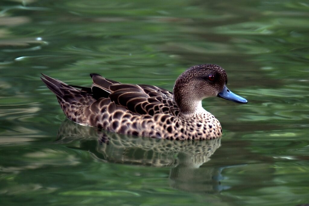 sunda teal, duck, bird-7959605.jpg